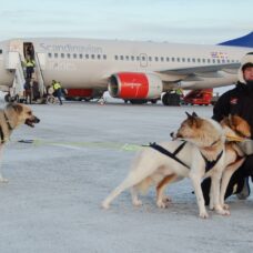 Husky Taxi