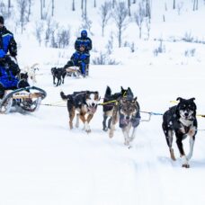 Dog Sledding in Breivikeidet