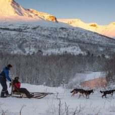 Dog Sledding Daytime