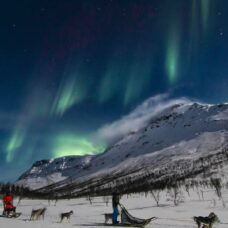 Dog Sledding Evening
