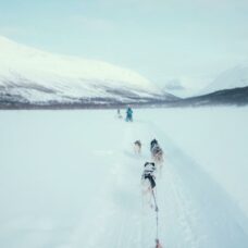 Combination: Dog Sledding, Ice Domes & Reindeer Visit