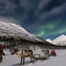 Reindeer Sledding Evening