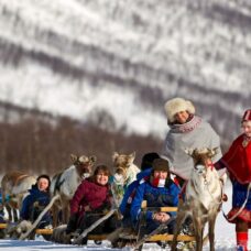 Reindeer Sledding Daytime