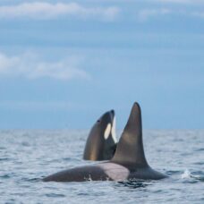 Whale & Arctic Wildlife Safari