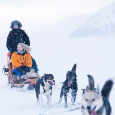 Husky Safari & Experience