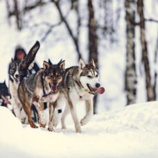 Snowshoeing & Dog Sledding at Breivikeidet